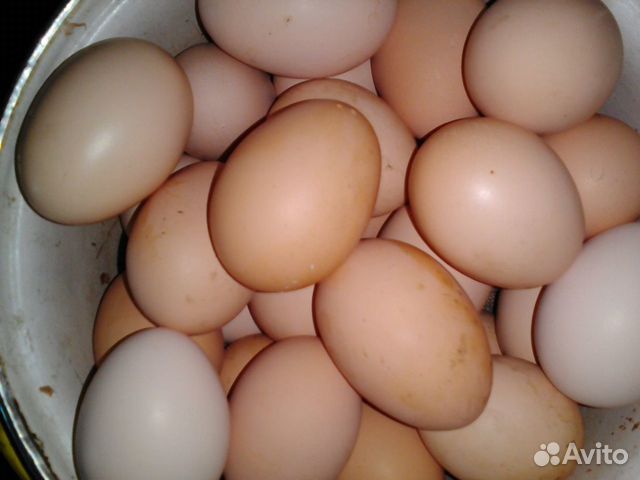 Яйцо куриное. Молоко коровье купить на Зозу.ру - фотография № 1