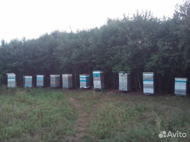 Продам пчелосемьи ульи рамки сушь купить на Зозу.ру - фотография № 1