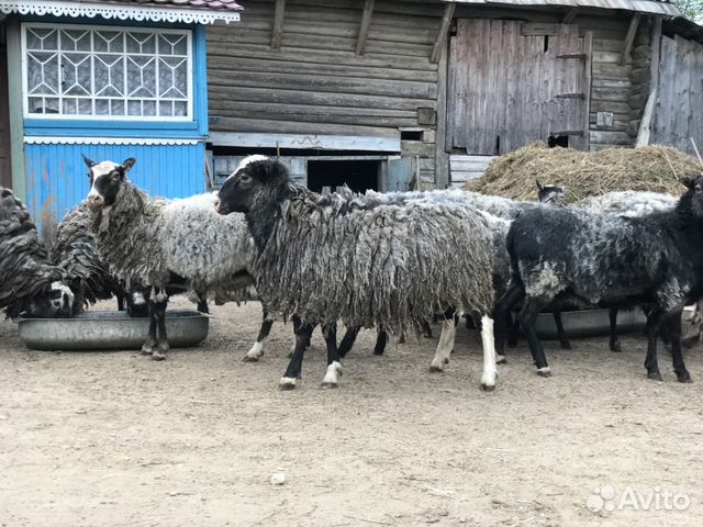 Овцы стадо купить на Зозу.ру - фотография № 4