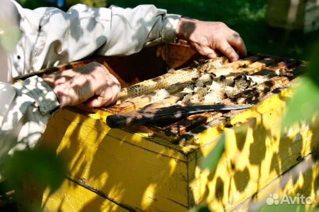 Пчелосемья медовики.На высадку купить на Зозу.ру - фотография № 4