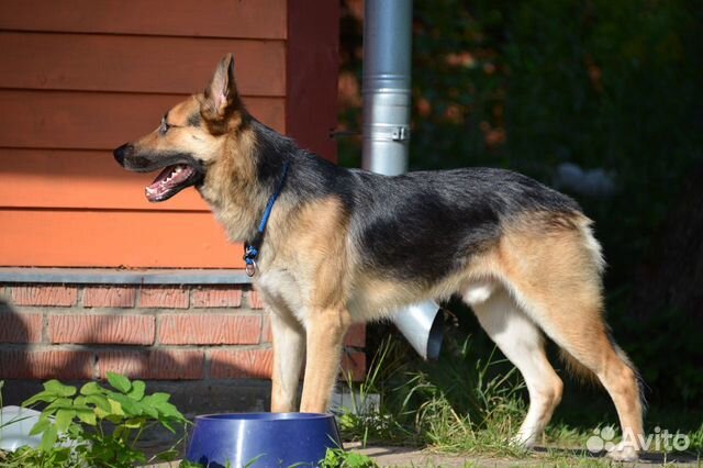 Рекс - статный парень, добрый Рекс - статный парень, добрый