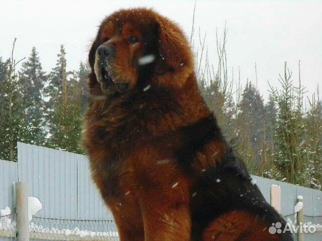 Продам щенка Тибетского Мастифа купить на Зозу.ру - фотография № 1