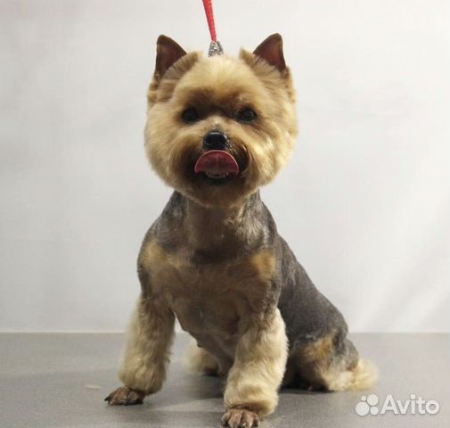 Стрижка собак и кошек