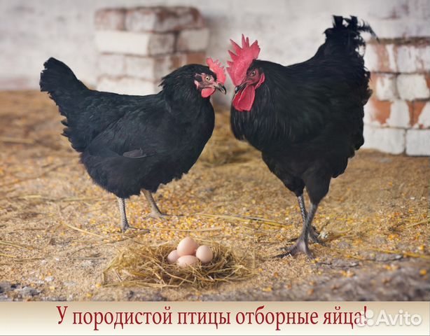 Яйцо инкубационное купить на Зозу.ру - фотография № 4