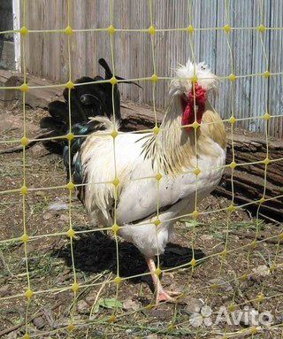 Инкубационное яйцо, цыплята купить на Зозу.ру - фотография № 5