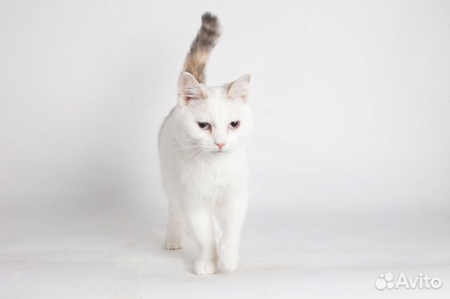 Кошка Халея