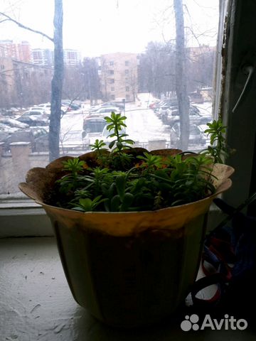 Цветок молочай в горшке. 2 шт