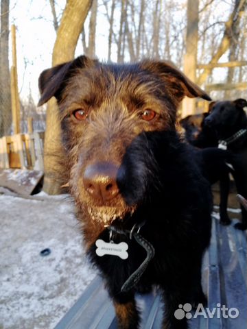 Лучшая собака в мире для тебя купить на Зозу.ру - фотография № 3