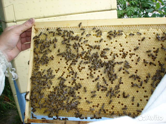 Пчелопакеты 2019 купить на Зозу.ру - фотография № 4