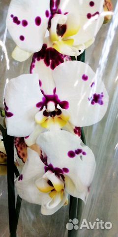91408 орхидея Фаленопсис Далматинец 1-2 цветоноса