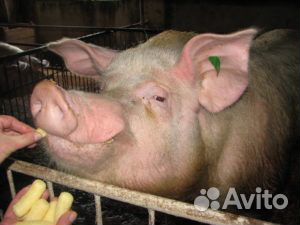 Продаю свиней:хряк, свиноматка, вьетнамцы и крупна купить на Зозу.ру - фотография № 3