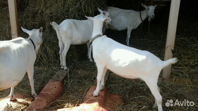 Продажа чистопородных зааненских коз и козлов купить на Зозу.ру - фотография № 4