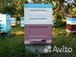 Пчелосемьи - пчелопакеты купить на Зозу.ру - фотография № 1
