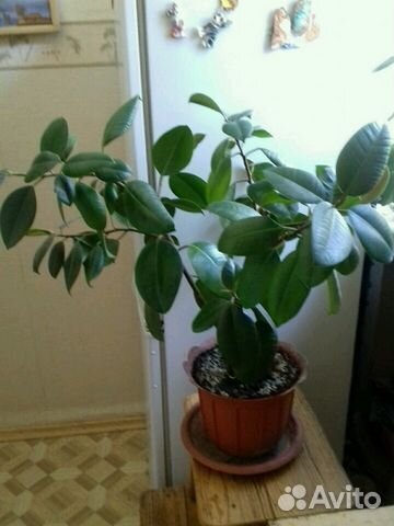 Фикус и филодендрон краснеющий