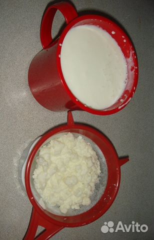 Молочный гриб (кефирный тибетский)