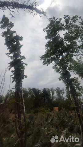 Саженцы Рябины 0.8 - 1.0 метр