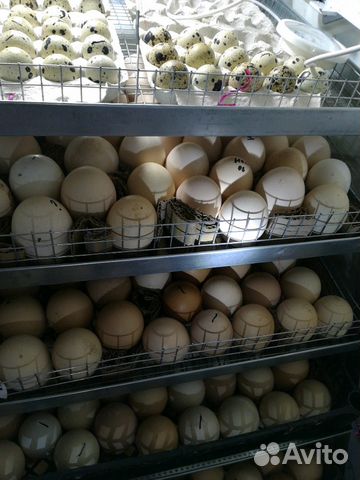 Инкубатор на 260-350 куриных яйц купить на Зозу.ру - фотография № 4