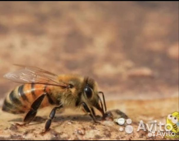 Пчелы для апитерапии лечения купить на Зозу.ру - фотография № 1