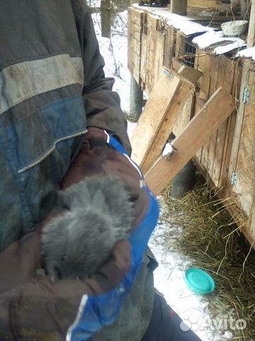 Разводим и продаем кроликов купить на Зозу.ру - фотография № 2