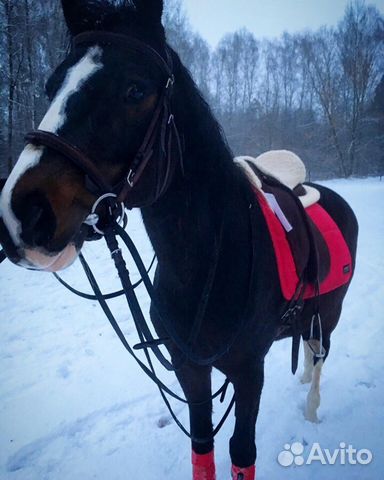 Лошадь в аренду с возможностью продажи купить на Зозу.ру - фотография № 6