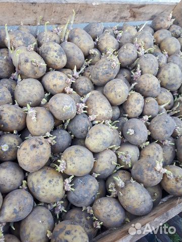 Семенной картофель на 2 урожай