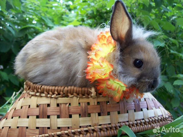 Карликовые кролики купить на Зозу.ру - фотография № 7