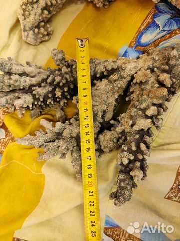 Натуральный коралл из красного моря Натуральный коралл из красного моря