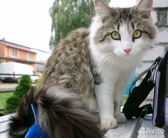 Домашний кот купить на Зозу.ру - фотография № 1