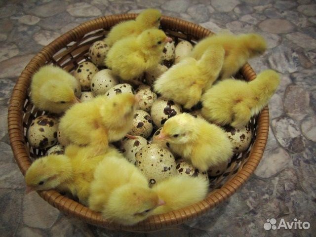 Инкубационное яйцо и Техасские перепелята купить на Зозу.ру - фотография № 4