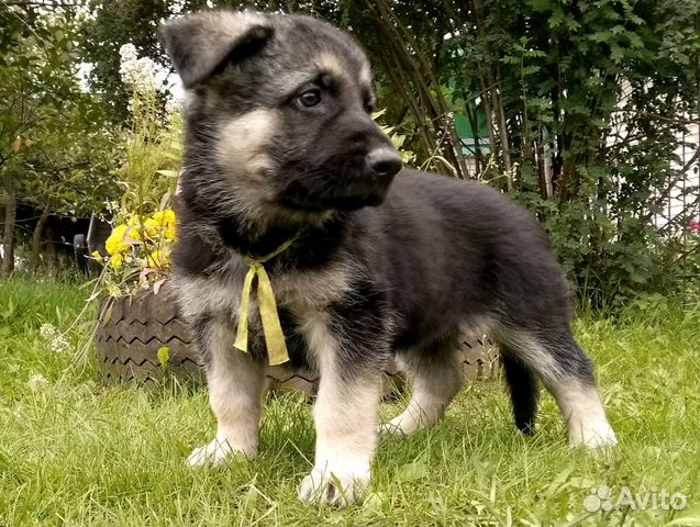 Купить Щенка Восточно Европейской В Новосибирске