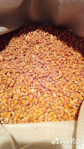 Кукуруза, зёрно пшеница купить на Зозу.ру - фотография № 1
