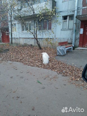 Собака девочка купить на Зозу.ру - фотография № 1