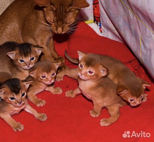 Абиссинские Котята Купить В Воронеже