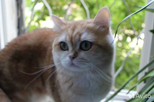 Кот на вязку британский купить на Зозу.ру - фотография № 5