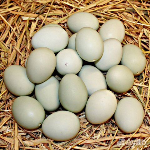 Инкубационное яйцо: фазанов перепелов купить на Зозу.ру - фотография № 2
