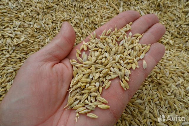 Зерно : ячмень, пшеница купить на Зозу.ру - фотография № 1