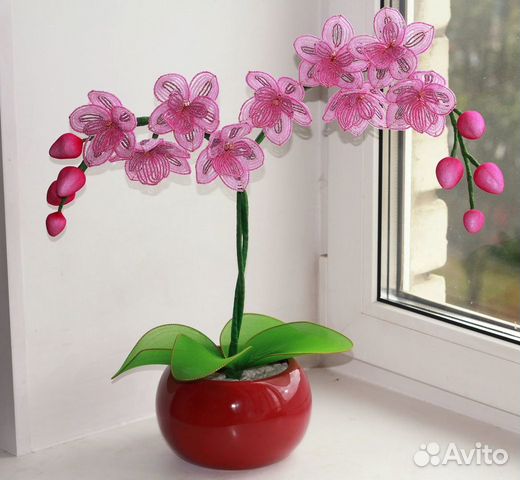 Орхидея Чебоксары цветы. Орхидеи в Чебоксарах купить. Орхидея Чебоксары цветы купить.