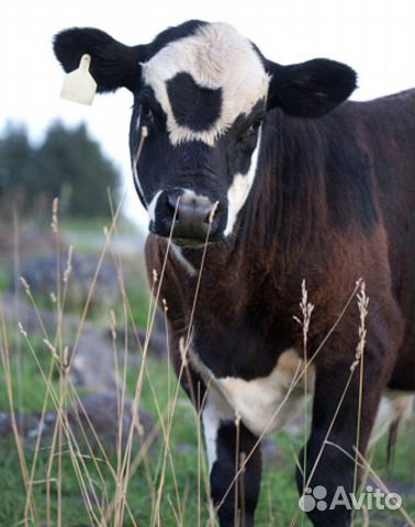 Бычки телята