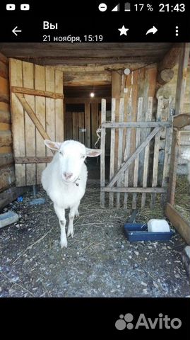 Продается молочная коза зааненской породы,комолая купить на Зозу.ру - фотография № 2