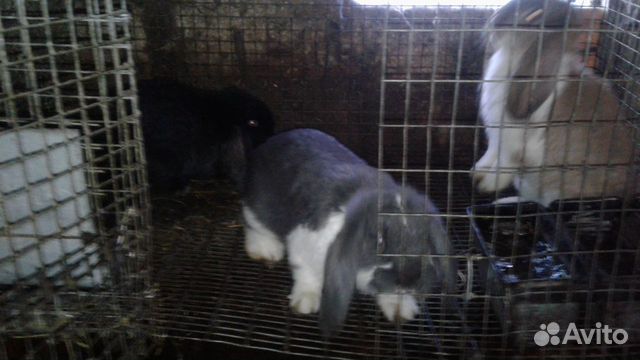 Кролики породы французский баран купить на Зозу.ру - фотография № 4