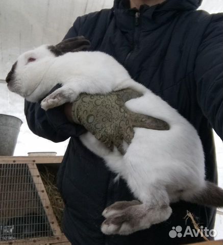 Крольчата на племя и на мясо купить на Зозу.ру - фотография № 2