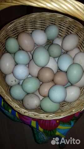 Инкубационное яйцо кур купить на Зозу.ру - фотография № 8