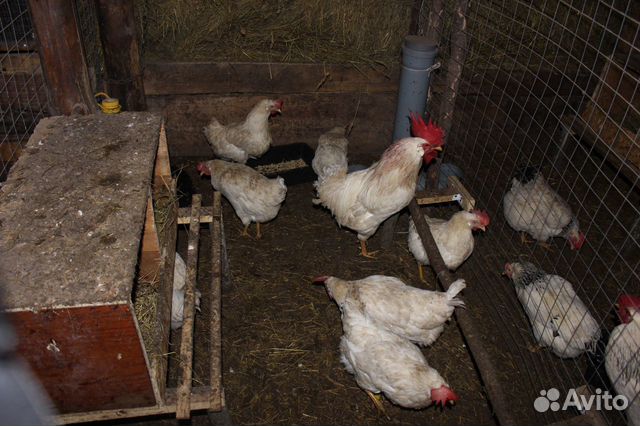 Инкубационные яйца, цыплята породистых кур купить на Зозу.ру - фотография № 8