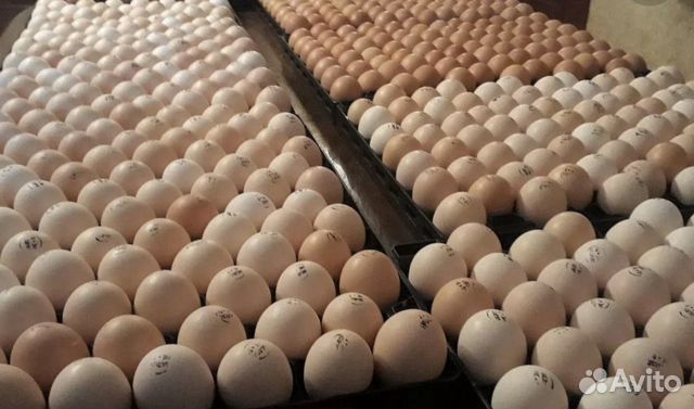 Инкубационное яйцо из Европы,сезон 2020г купить на Зозу.ру - фотография № 1
