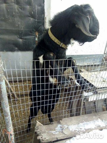 Англо-нубийский козел купить на Зозу.ру - фотография № 2