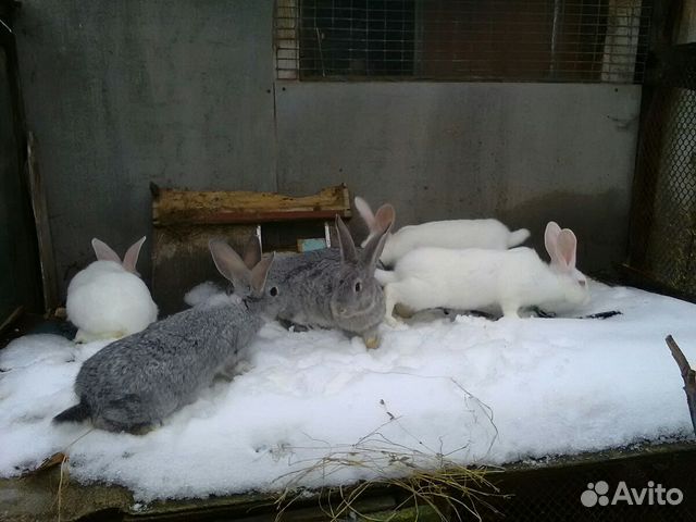 Продаются кролики,белый паннон и шиншилла,два и тр купить на Зозу.ру - фотография № 1