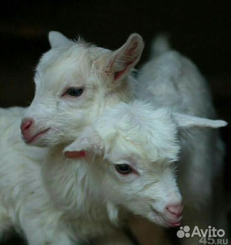 Козлята и козы купить на Зозу.ру - фотография № 2