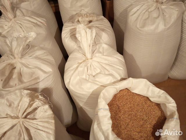 Пшеница (Бодай) купить на Зозу.ру - фотография № 2
