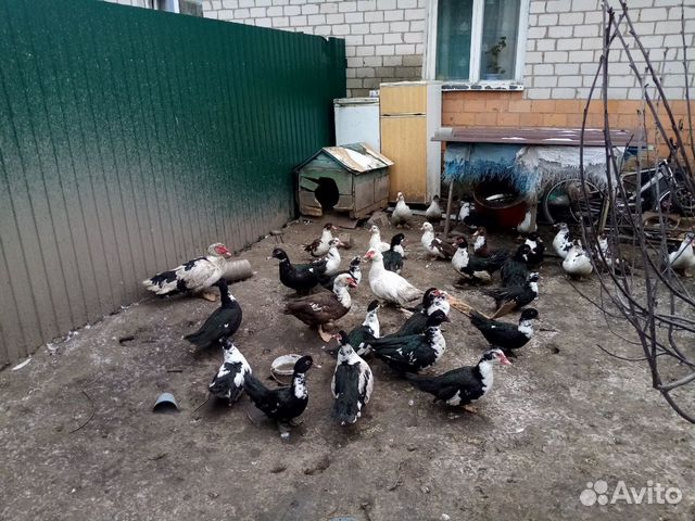 Утки купить на Зозу.ру - фотография № 2