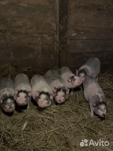 Купить Вьетнамских Поросят На Авито Владимирская Область